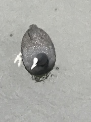 Fulica atra