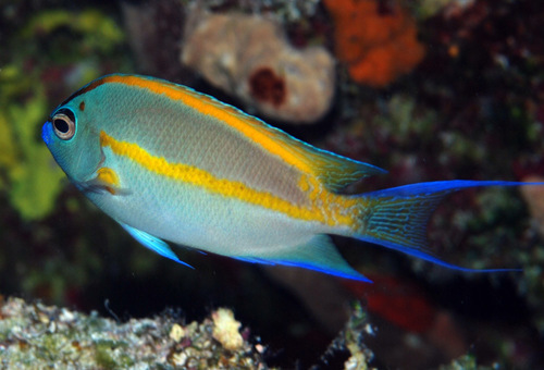 Ornate angelfish (Genicanthus bellus) — Pomacanthidae — 4