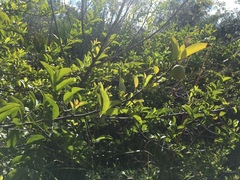 Ximenia americana