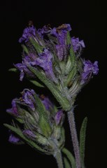 Hyphodromi