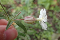 Silene latifolia