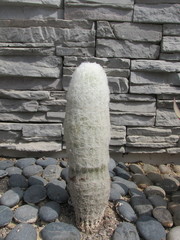 Espostoa