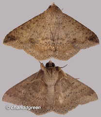 Ericeia subcinerea