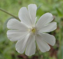Silene latifolia