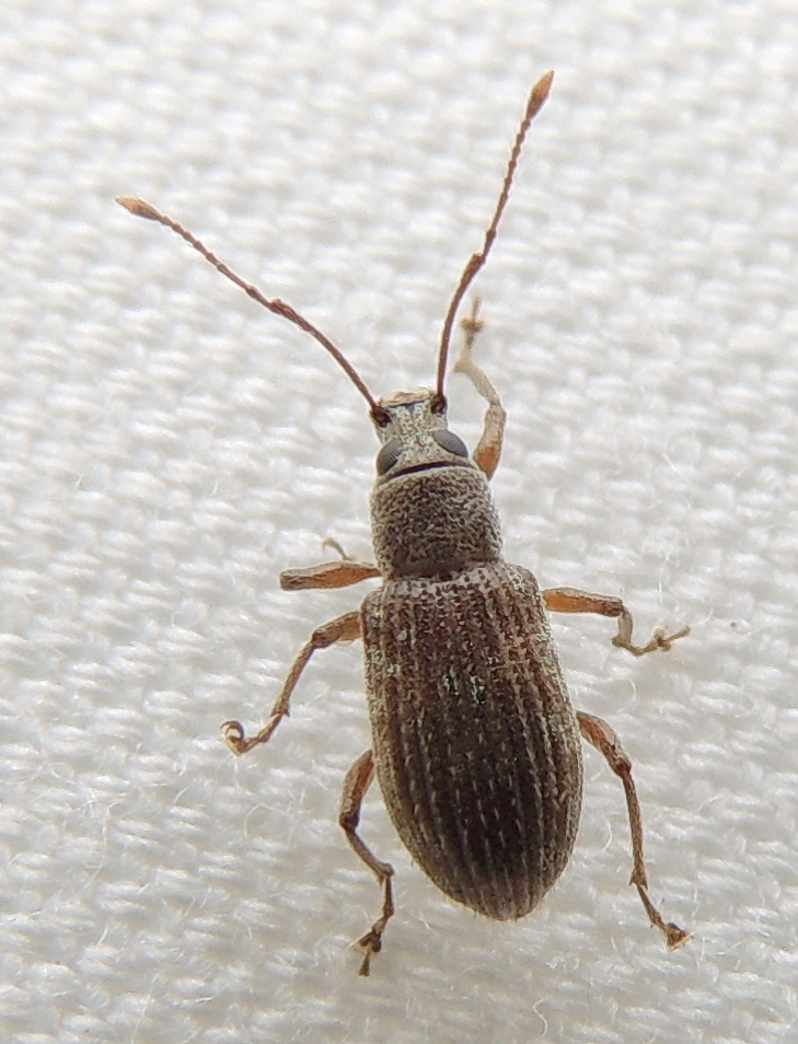 Cyrtepistomus