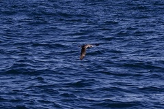 Calonectris
