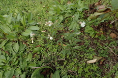 Silene latifolia