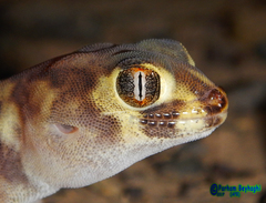 Teratoscincus bedriagai