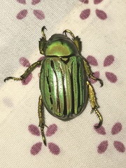 Chrysina gloriosa