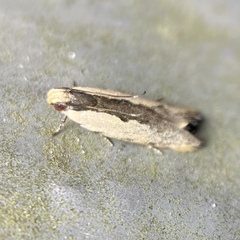 Ardozyga catarrhacta