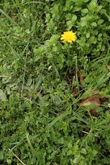 Hypochaeris radicata