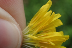 Hypochaeris radicata