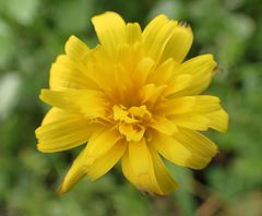 Hypochaeris radicata