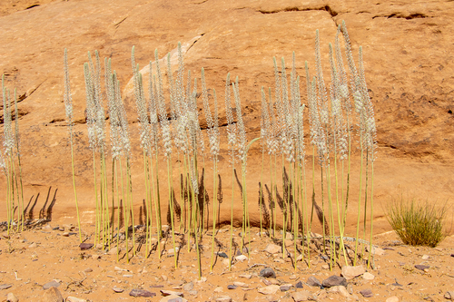 Representative image of Drimia maritima