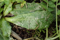 Hypochaeris radicata