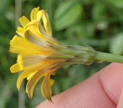 Hypochaeris radicata