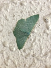 Pelagodes subquadraria