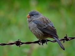 Catamenia