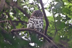 Glaucidium capense capense