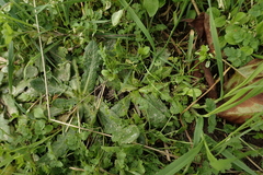 Hypochaeris radicata