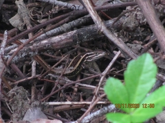 Liolaemus cyanogaster
