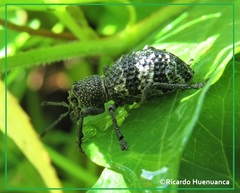 Aegorhinus superciliosus