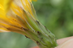 Hypochaeris radicata