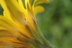 Hypochaeris radicata