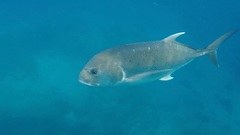 Caranx