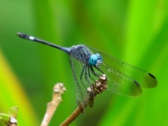 Micrathyria ocellata