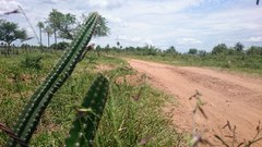 Praecereus euchlorus
