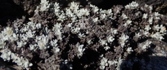 Helichrysum saxicola