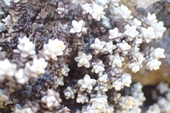Helichrysum saxicola