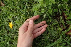 Hypochaeris radicata