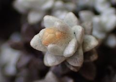 Helichrysum saxicola