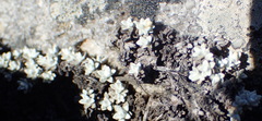 Helichrysum saxicola