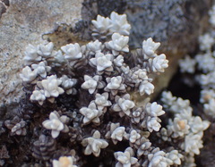 Helichrysum saxicola