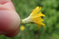 Hypochaeris radicata