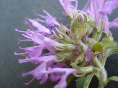 Thymus numidicus image
