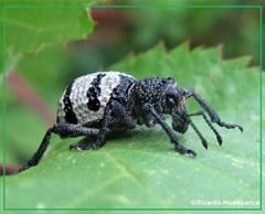 Aegorhinus superciliosus