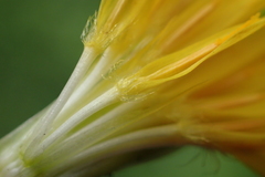 Hypochaeris radicata