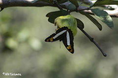 Adelpha phylaca