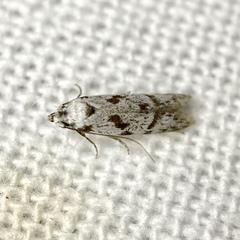 Oxythecta hieroglyphica