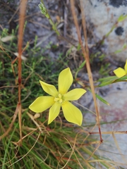 Moraea elsiae
