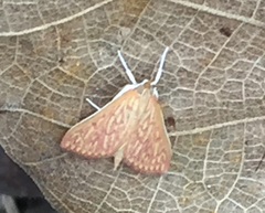 Ecpyrrhorrhoe damastesalis