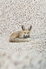 Vulpes vulpes arabica
