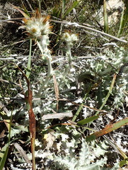 Berkheya francisci