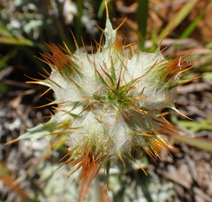 Berkheya francisci