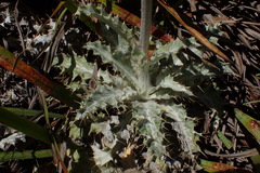 Berkheya francisci