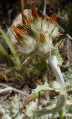 Berkheya francisci